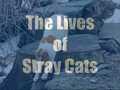 The Lives of Stray Cats | BahVideo.com