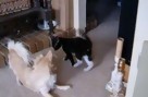 Dargo Attacks Smeagle In A Messy Room | BahVideo.com