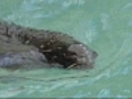 New England Aquarium debuts two new seals | BahVideo.com