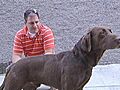 Family Reunited With Dog After Seeing Missing  | BahVideo.com