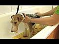 Hondenkapsalon Blane | BahVideo.com