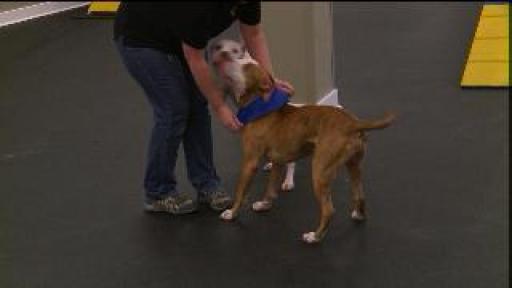FoxCT Pet Adoption Event In Bloomfield 7 15 | BahVideo.com