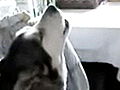 Animals Dog Howls Baby To Sleep Explained | BahVideo.com