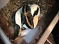 05 Adult female pied eating 8-26 | BahVideo.com