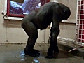 Gorila bailando break dance | BahVideo.com
