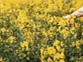 Yellow rape flowers | BahVideo.com