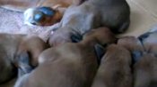 Newborn Puppies Make Spooky Halloween Sounds | BahVideo.com
