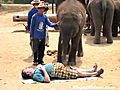 Elephant Massage | BahVideo.com