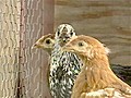 More Chickens Calling Baltimore Home | BahVideo.com