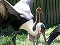 Animals Rare Cranes Give Birth at National Zoo | BahVideo.com