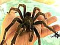 Big Spider | BahVideo.com