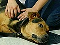 Doggy Massage | BahVideo.com