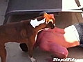 Dog Helps With Push-ups | BahVideo.com