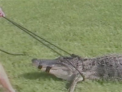 9-Foot Gator Trapped In Boca Raton | BahVideo.com