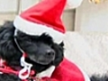 Strange - Santa Dogs Are Coming to Tokyo | BahVideo.com