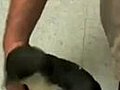 Penguin Getting Tickled | BahVideo.com