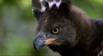 Eagle vs Water Chevrotain | BahVideo.com