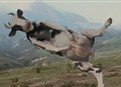 Cow Fight | BahVideo.com