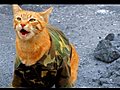 Behind the Scenes - Medal of Honor Cat | BahVideo.com