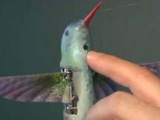 Coming Soon Hummingbird-sized Drone | BahVideo.com