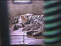Snow tiger cubs need two mums | BahVideo.com