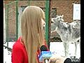 Le pet d un ane interrompt une interview | BahVideo.com