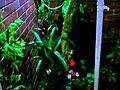 Newya Marmosets and Tropical greenhouse  | BahVideo.com