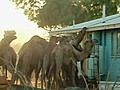 Raw Video Camels Besiege Australian Town | BahVideo.com