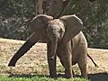 Elephant Calf Named | BahVideo.com