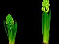 Time-lapse Growing White Pink Hyacinth Christmas Flower Isolated Black 1d Stock Footage | BahVideo.com