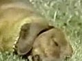 Rusty the Narcoleptic Dachshund | BahVideo.com