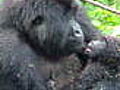 Gorillas in Peril Health Check | BahVideo.com