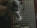 Cute kitten gets stuck in pipe | BahVideo.com