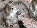 Tierische Mundpflege Affen benutzen Zahnseide | BahVideo.com