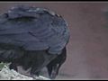 Bryce Canyon Ravens | BahVideo.com