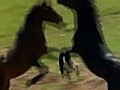 Wild Horses-music Video | BahVideo.com