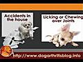 Introducing Dog Arthritis | BahVideo.com