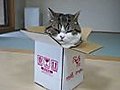 A box and Maru | BahVideo.com