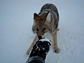 Uomo respinge attacco di un bellissimo coyote | BahVideo.com