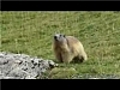 La balade de la marmotte | BahVideo.com
