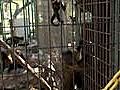 Wild Animal Monkey Business | BahVideo.com