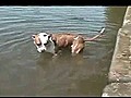 Dog Learns Physics the Hard Way | BahVideo.com