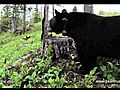 June the Black Bear Foraging - May 28 2011 | BahVideo.com