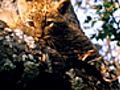 Leopard Kittens  | BahVideo.com