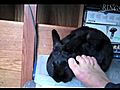 Toosie Bunny | BahVideo.com