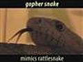 Gopher Snake Mimics Rattlesnake | BahVideo.com