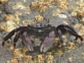 Crab Walking And Feeding | BahVideo.com