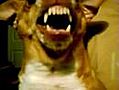 crazy angry dog | BahVideo.com