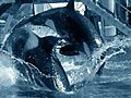 Bob Barker PETA Urge Tourists To Avoid SeaWorld | BahVideo.com
