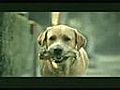 Jelous Dog | BahVideo.com